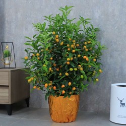 武漢植物租賃公司苗木服務(wù)，武漢家庭植物租擺公司綠植銷售