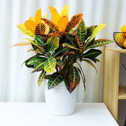 武漢室內(nèi)盆景花卉出租室外苗木出租，商場綠植出租單位苗木養(yǎng)護