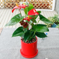 武漢寫字樓綠植出租戶外苗木銷售，武漢商場綠植價格工廠花卉租賃
